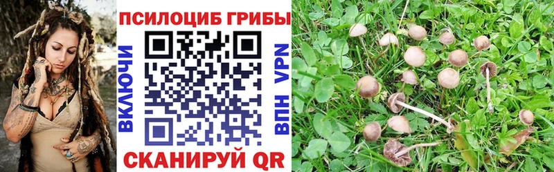 Псилоцибиновые грибы Psilocybe  Волжск 